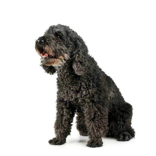 schwarzer Pumi aus Ungarn, Hund mit Locken, Hund ähnlich Pudel