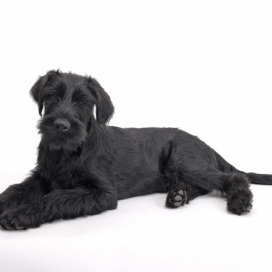 Hund, Säugetier, Wirbeltier, Hunderasse, Canidae, Fleischfresser, Riesenschnauzer, Zwergschnauzer, Sporting Group, schwarzer Schnauzer, großer schwarzer Hund