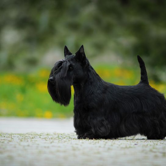 Scottish Terrier schwarz, kleiner Hund mit schwarzem Fell, Hund mit langem Fell, schwarze Hunderasse, Stehohren, Hund mit Schnauzer, Stadthund, Hunderasse für Anfänger