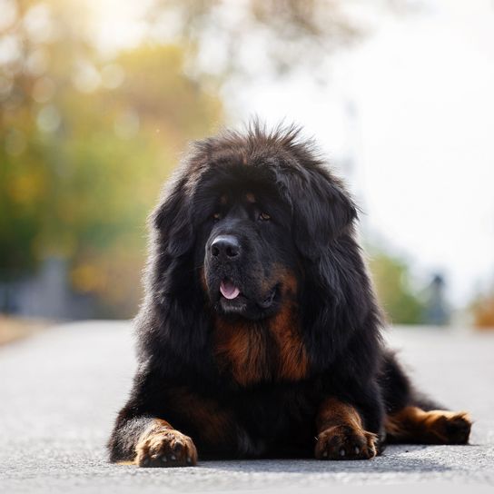 schwarzer Tibetan Mastiff Hund, Säugetier, Wirbeltier, Hunderasse, Canidae, Riesenhunderasse, Fleischfresser, Neufundland, Sporting Group, Begleithund, Tibetan Mastiff schwarz, große Hunderasse mit viel Fell