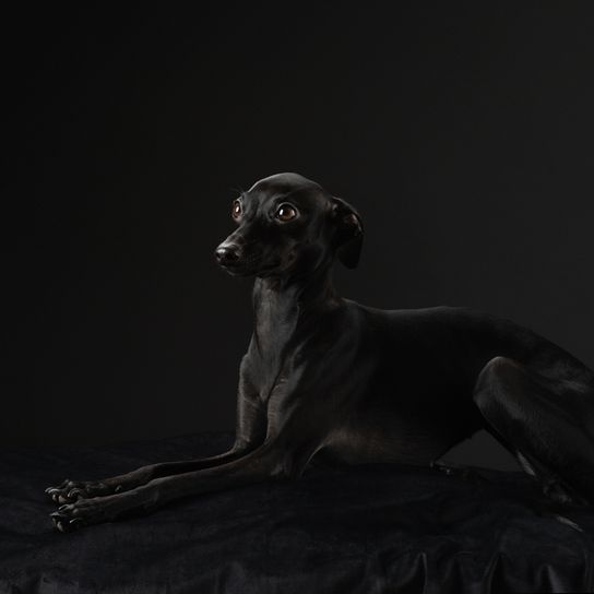 italienischer Windhund heißt Windspiel, kleiner dünner schwarzer Hund mit langem Schwanz, Hund der Hunderennen macht