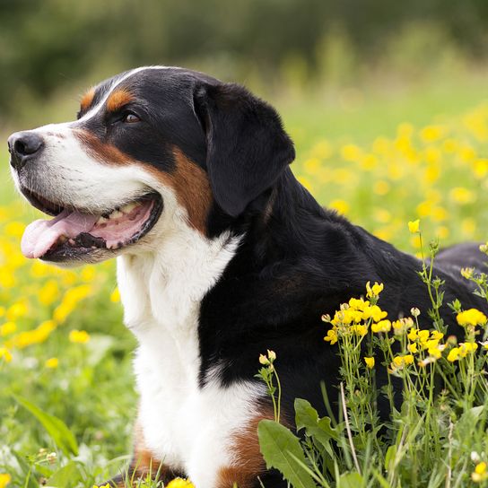 Hund, Säugetier, Wirbeltier, Hunderasse, Canidae, Fleischfresser, Entlebucher Sennenhund, Appenzeller Sennenhund, Großschweizer Sennenhund genießt die Sonne in der Blumenwiese und lacht, Hund der hechelt, Begleithund, dreifärbiger großer Hund, großer brauner Hund