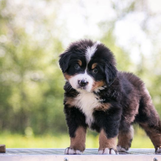 Hund, Säugetier, Wirbeltier, Hunderasse, Canidae, Schweizer Sennenhund oder Berner Sennenhund, Welpe, Fleischfresser, Begleithund, Arbeitshund, dreifärbiger Hund mit langem Fell, süßer Welpe, Familienhund