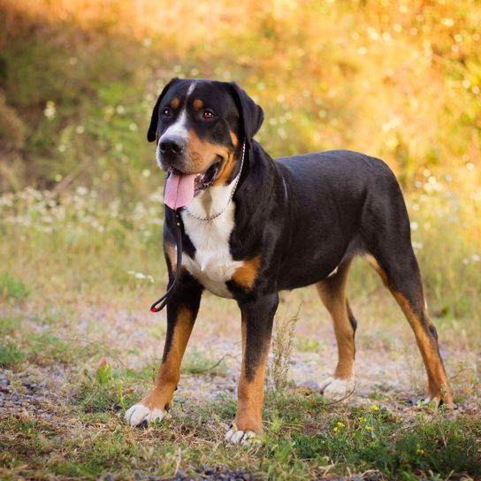 Hund, Säugetier, Wirbeltier, Hunderasse, Canidae, Fleischfresser, Entlebucher Sennenhund oder Schweizer Sennenhund, Arbeitshund, Appenzeller sennenhund, Großschweizer Sennenhund, Großer dreifärbiger Hund