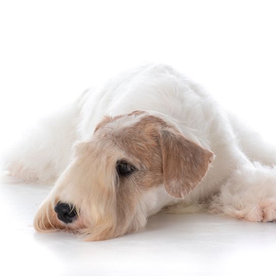 Sealyham Terrier liegt auf einem weißen Hintergrund mit Kopf am Boden, kleiner Anfängerhund weiß mit welligem Fell, Dreecksohren, Hund mit vielen Haaren auf der Schnauze, Familienhund, Hunderasse aus Wales, Hunderasse aus England, britische Hunderasse