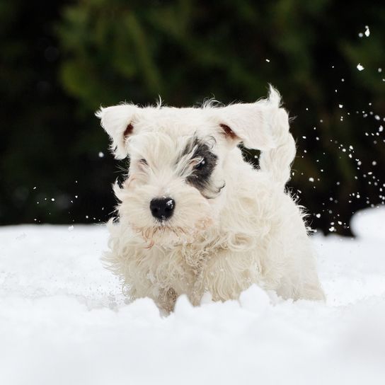 Sealyham Terrier Rassebeschreibung, Welpe, Stadthund, kleiner Anfängerhund weiß mit welligem Fell, Dreecksohren, Hund mit vielen Haaren auf der Schnauze, Familienhund, Hunderasse aus Wales, Hunderasse aus England, britische Hunderasse