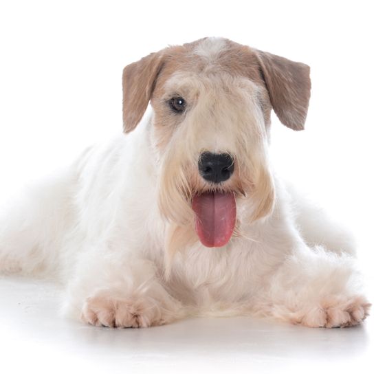 Hund, Säugetier, Wirbeltier, Hunderasse, Canidae, Fleischfresser, Terrier, Sealyham Terrier, Zwergschnauzer, Begleithund, kleiner weißer Hund mit langem Fell, Rasse ähnliche Schnauzer