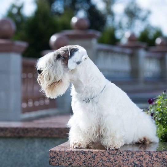 Sealyham Terrier weiß sitzt auf einer Mauer, kleiner Anfängerhund weiß mit welligem Fell, Dreecksohren, Hund mit vielen Haaren auf der Schnauze, Familienhund, Hunderasse aus Wales, Hunderasse aus England, britische Hunderasse