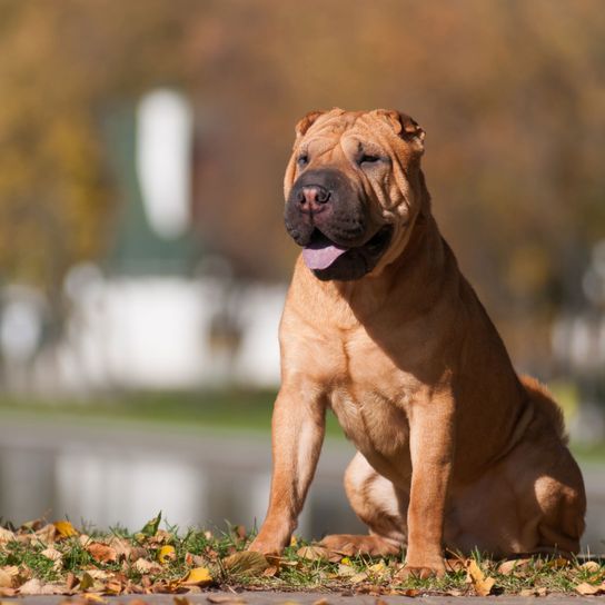 Hund, Säugetier, Wirbeltier, Hunderasse, Canidae, Fleischfresser, Ähnliche Rasse wie Boerboel, Hund ähnlich Bullmastiff, Rasse ähnlich Perro de presa mallorquin, Shar Pei der sehr muskulös ist und aussieht wie ein Listenhund, Kampfhund, brauner mittelgroßer Hund mit sehr kleinen Ohren