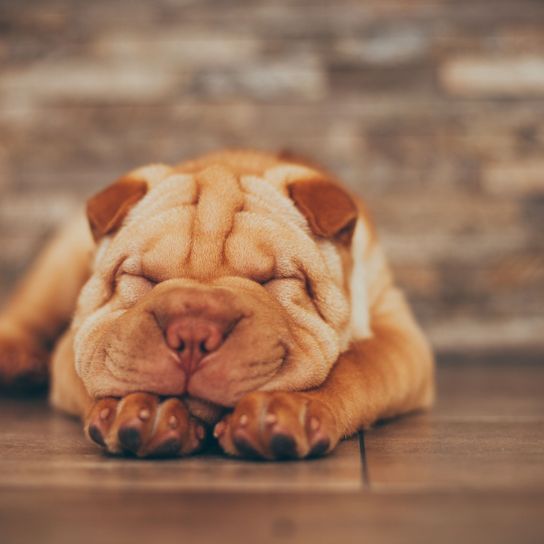 Hund, Shar pei Welpe rot, Canidae, Ori-pei, Faltenhund, Schnauze, Haut, Hunderasse, Welpe, Hund ähnlich alte englische Bulldogge, roter Hund, kleiner roter Welpe