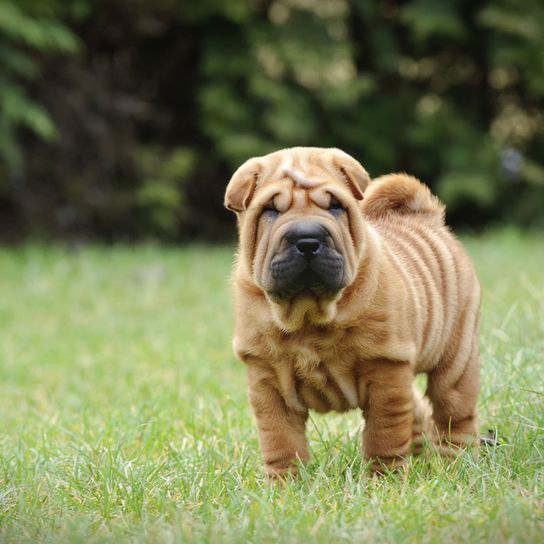 Hund, Säugetier, Shar pei Welpe, Wirbeltier, Hunderasse, Canidae, Faltenhund, Hund mit sehr kleinen Ohren und gerollter Rute, kleiner hellbrauner Hund mit dunkler Schnauze