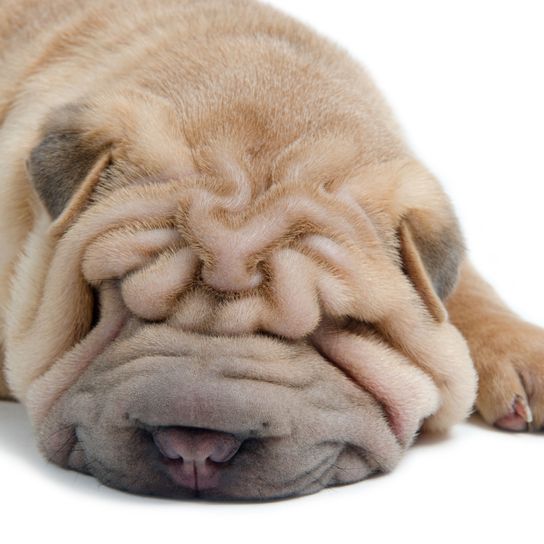 Hund, Säugetier, Wirbeltier, Canidae, Shar pei Welpe, Falte, Ori-pei, Haut, Hunderasse, Rasse ähnlich alte englische Bulldogge, heller Sharpei, hellbrauner kleiner Hund, Hund mit sehr kleinen Ohren