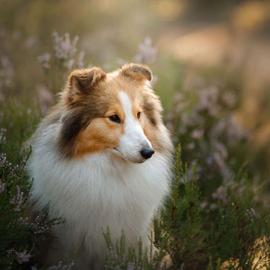 Hund, Säugetier, Wirbeltier, Canidae, Scotch Collie, Shetland Sheepdog, Schettlands Schäferhund, Hunderasse, Fleischfresser, Rough Collie, Hund ähnlich Collie, kleine Hunderasse mit viel Fell, langes Fell und Kippohren