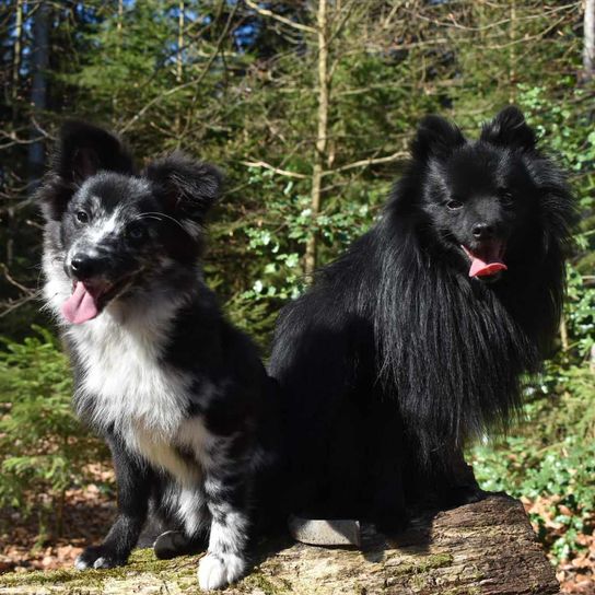 Hund,Pflanze,Hunderasse,Fleischfresser,Baum,Arbeitstier,Begleithund,Hütehund,Halsband,Schnauze,