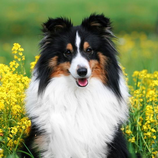 Hund, Säugetier, Wirbeltier, Canidae, Hunderasse, australischer Collie, Fleischfresser, Shetland-Schäferhund, Hütehund, Sheltie, dreifärbiger Schäferhund