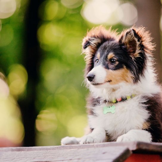 Hund, Säugetier, Wirbeltier, Canidae, Hunderasse, Fleischfresser, Welpe, Hunderasse ähnlich australischer Schäferhund, Shetland-Schäferhund, Schnauze, Dunkelbrauner Sheltie Welpe