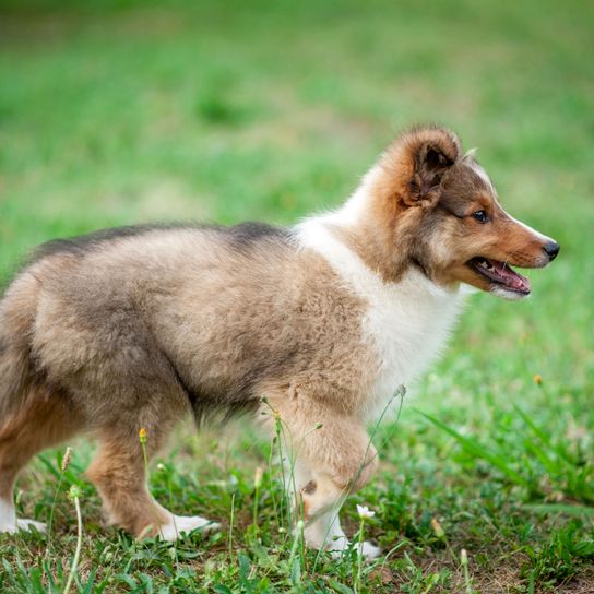 Hund, Säugetier, Wirbeltier, Canidae, Scotch Collie, Hunderasse, australischer Collie, Collie, Fleischfresser, Shetland-Schäferhund Welpe, braun weißer Hund mit langem Fell