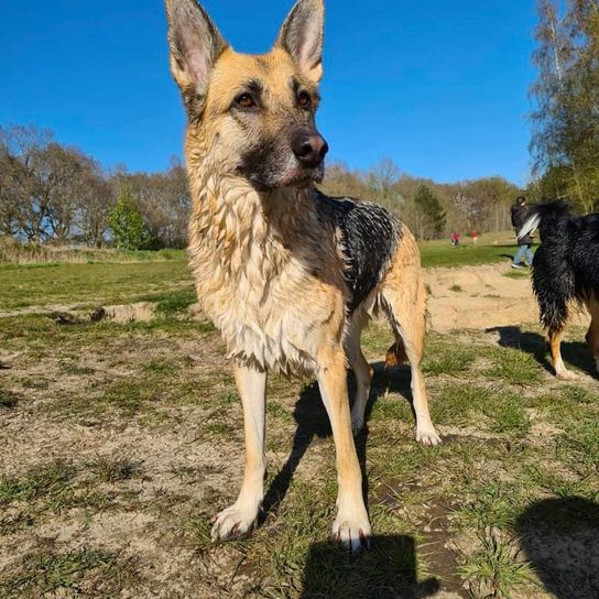 Himmel,Hund,Hunderasse,Fleischfresser,Baum,Rehkitz,Pflanze,Deutscher Schäferhund,Landtier,Schnauze,