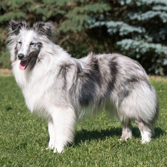 Hund, Säugetier, Wirbeltier, Hunderasse, Canidae, Fleischfresser, kleiner weißer Hund mit langem Fell, kleiner Shetland-Schäferhund, Scotch Collie, Begleithund, Sheltie