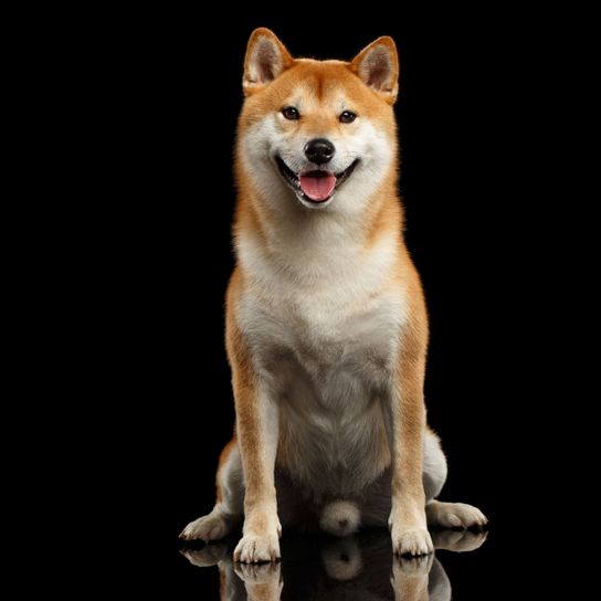 Hund, Säugetier, Wirbeltier, Hunderasse, Canidae, Shiba inu, Fleischfresser, Hund ähnlich Akita inu, Schaut aus wie Akita, rote Hunderasse ähnlich Fuchs mit Stehohren