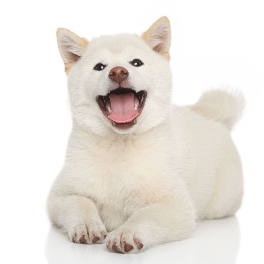 Säugetier, Wirbeltier, Hund, Canidae, Fleischfresser, Hunderasse, weißer Shiba inu, Nase, Hund ähnlich Akita inu, Albino Hund, kleiner weißer Hund mit Stehohren und eingerollter Rute