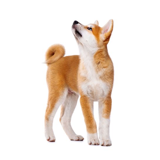 Hund, Säugetier, Wirbeltier, Canidae, Hunderasse, Shiba Inu Welpe, Fleischfresser, Hund ähnlich Akita Inu, roter Hund, Hund ähnlich Fuchs, eingerollte Rute und Stehohren