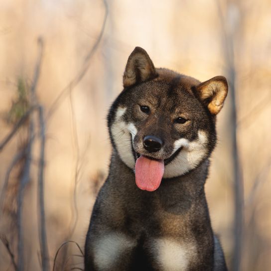 Shikoku Hund aus Japan, japanische Hunderasse braun weiß, Hund ähnlich Shiba Inu, Hund aus Japan, Jagdhunderasse mit Stehohren, süße Hunderasse mit langer Zunge, asiatischer Hund, mittelgroße Rasse, Kochi-Ken, Spitz