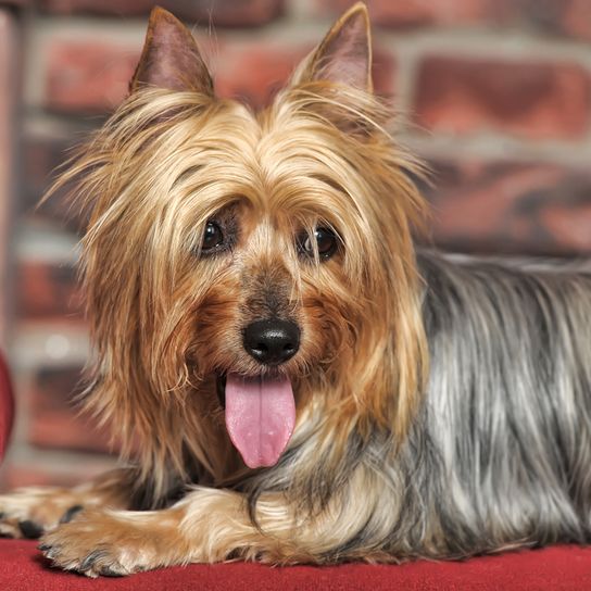 Australian Silky Terrier Portrait, kleiner Hund mit langem Fell, Hund streckt Zunge raus, Hundeportrait, australische Hunderasse, kleiner Hund für Stadt und Kinder