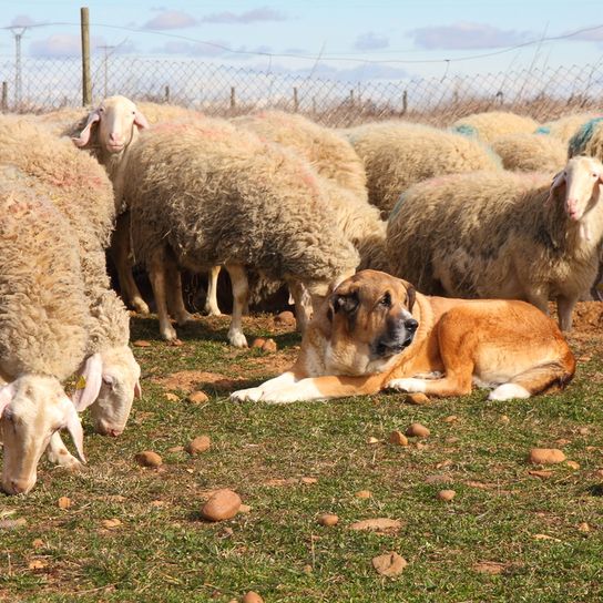 Spanischer Mastiff liegt in einer Herd von Schafen und beschützt diese, Herdenschutzhund, Wachhund, große Hunderasse aus Spanien, spanische Hunderasse, braun oranger Hund, Listenhund, Molosser aus Spanien