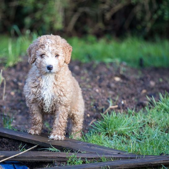 Hund, Säugetier, Wirbeltier, Canidae, Hunderasse, Fleischfresser, Pudelkreuzung, Goldendoodle, spanischer Wasserhund, Sporting Group, junger Spanischer Hund, mittelgroße Hunderasse mit hellem Fell, Hund ähnlich Golden Retriever, Hunderasse ähnlich Pudel, Spanischer Wasserhund der braun und weiß ist, heller Hund, Lockiges Fell, Hypoallergene Rasse, Allergikerhund