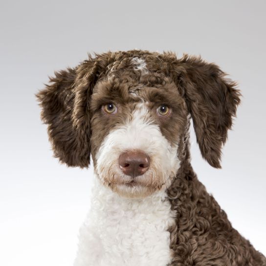 Hund, Säugetier, Wirbeltier, Hunderasse, Canidae, Fleischfresser, spanischer Wasserhund, Hund ähnlich Lagotto romagnolo, Sporting Group, Rasse ähnlich portugiesischer Wasserhund, mittelgroßer weißer Hund mit braunen Ohren, Schlappohren, Hund für Allergiker, hypoallergene Rasse, Rasse von Barack Obama