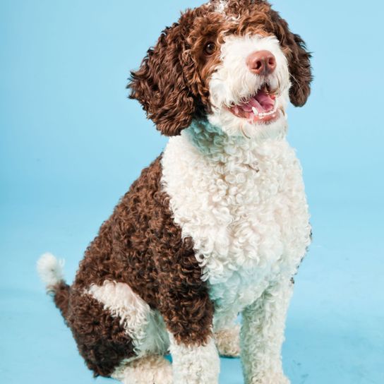 Hund, Säugetier, Wirbeltier, Canidae, Hunderasse, spanischer Wasserhund Welpe, Fleischfresser, Hund ähnlich Lagotto romagnolo, Sporting Group, Rasse ähnlich portugiesischer Wasserhund, hypoallergene Rasse, nicht stark haarende Rasse, Rasse mit Locken, lockiges Fell, mittelgroßer braun weißer Hund mit Schlappohren, Apportierhund, Wasserhund