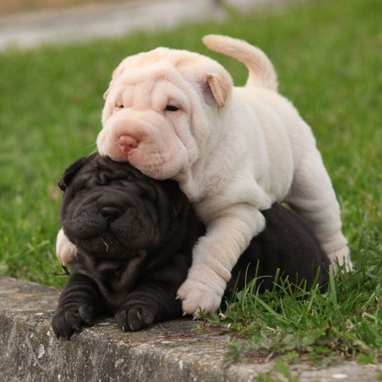 Hund, Säugetier, Shar pei Welpen beim Spielen, Wirbeltier, Canidae, Hunderasse, Ori-pei, Haut, Falten, Hund ähnlich alte englische Bulldogge, Faltenhund in schwarz, kleiner schwarzer Hund, kleiner weißer Hund, Albino Hund