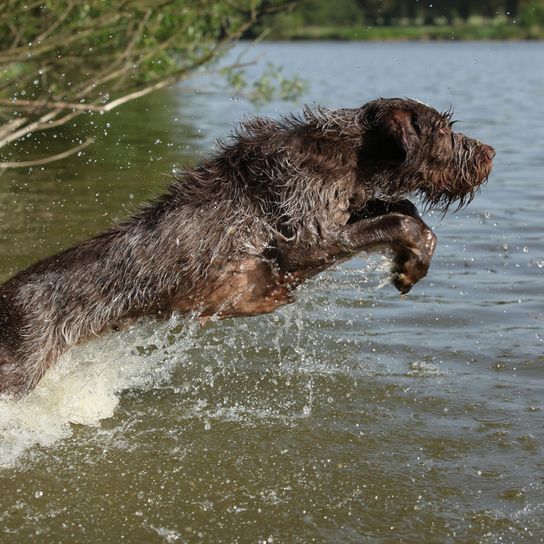 Spinone Italiano, Italienischer rauhaariger Vorstehhund, Hund mit rauem Fell, drahthaariges Fell, mittellanges Fell, brauner Hund aus Italian, italienische Hunderasse