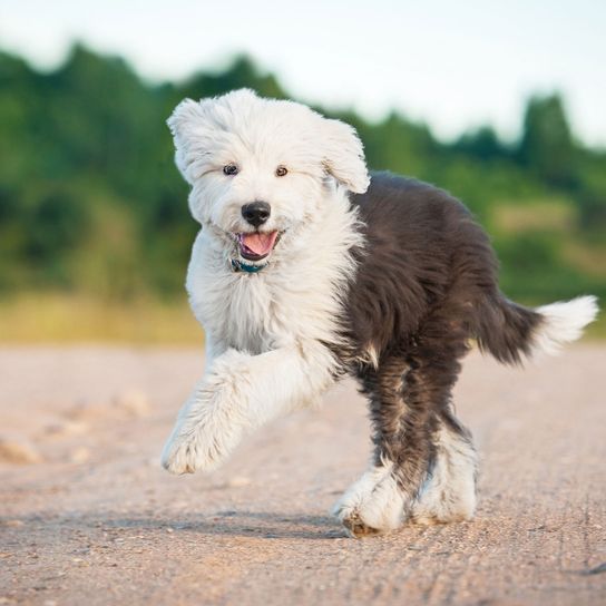 Hund, Säugetier, Wirbeltier, Canidae, Hunderasse, Fleischfresser, Begleithund, Arbeitshund, Sporting Group, springender Bobtail Welpe auf Weg