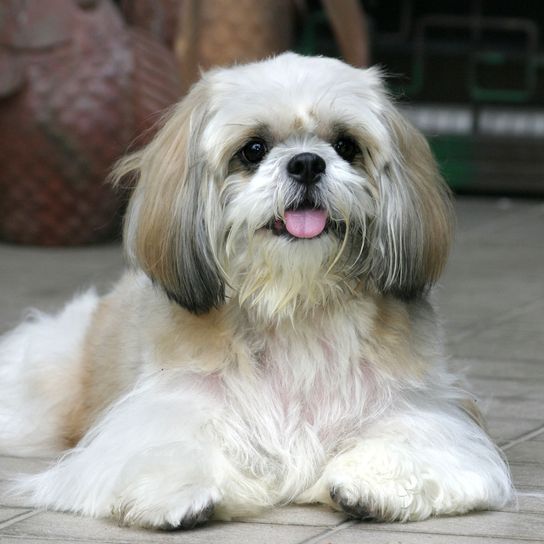 Hund, Säugetier, Wirbeltier, Hunderasse, Canidae, Shih tzu, Fleischfresser, Rasse ähnlich Löwchen, Hund ähnlich tibetischer Terrier, kleiner weißer Hund mit langem Fell der viel Fellpflege hat, Anfängerhund, Begleithund