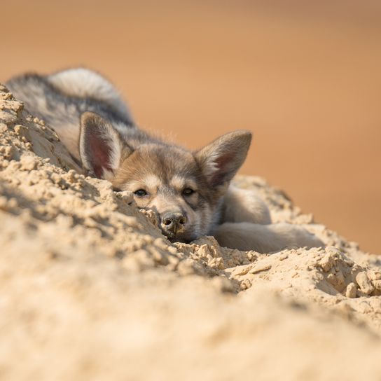 Tamaskan Husky Welpe auf Sanddüne, Welpe auf Sand, kleiner Hund der aussieht wie Wolf, Wolfshund, Tasmaskan Wolf Hund