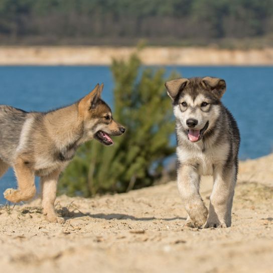 Hund, Säugetier, Wirbeltier, Canidae, Grönlandhund, Siberian Husky, Northern Inuit Hund, Wolfshund, Saarloos Wolfshund, Tschechoslowakischer Wolfshund, Tamaskan Welpe, Hund ähnlich Wolf