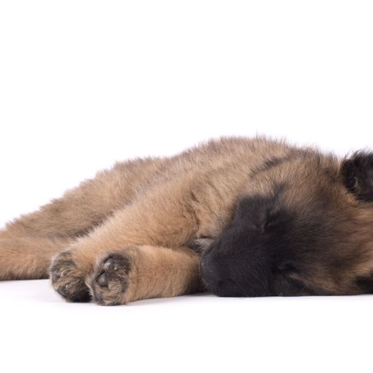 Säugetier, Canidae, Hund, Fleischfresser, Welpe eines belgischen Schäferhunds, Tervueren Welpe, langhaarige Hunderasse, Hund mit langem Fell und Stehohren, großer brauner Hund mit dunkler Schnauze, Polizeihund Welpe