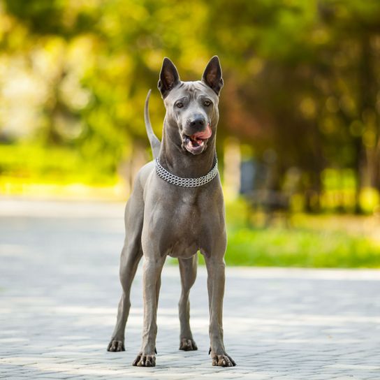 Hund, Säugetier, Wirbeltier, Hunderasse, Canidae, Fleischfresser,Rasse ähnlich Deutsche Dogge, Wachhund, Schnauze, Arbeitshund, mittelgroßer grauer Hund, Hund mit Stehohren, graue Hundrasse