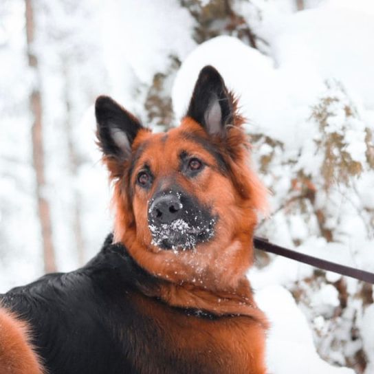 Hund,Schnee,Auge,Hunderasse,Fleischfresser,Pflanze,Baum,Rehkitz,Schnurrhaare,Schnauze,