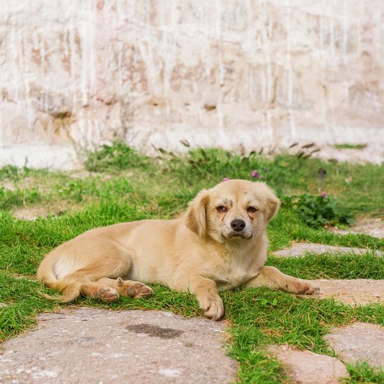 Tibetan Spaniel blond auf einer Wiese liegend, ein kleiner heller Hund wie Golden Retriever, Hund aus Tibet, Tibet Spaniel hell, Anfängerhund