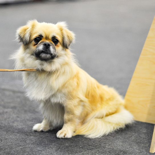 Anfängerhund für Senioren, Tibet Spaniel, Anfängerhunderasse, heller Hund mit kurzen Beinen, kleiner Hund für Anfänger, Stadthund