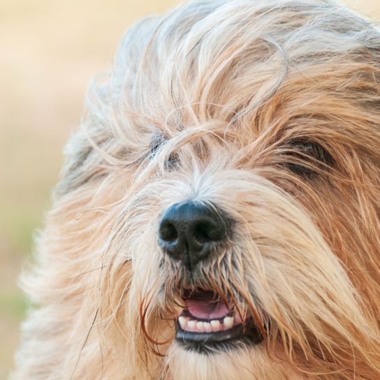 Hund, Säugetier, Wirbeltier, Hunderasse, Canidae, Sapsali, Fleischfresser, katalanischer Schäferhund, tibetischer Terrier mit langen braunen Haaren, langes Fell