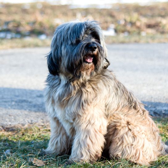 Hund, Säugetier, Wirbeltier, Hunderasse, Canidae, Tibet Terrier grau und dunkelgrau, großer Hund mit langem Fell, lange Haare beim Hund, lustige Hunderasse