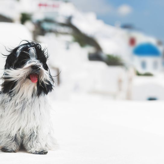 Hund, Säugetier, Canidae, Hunderasse, Fleischfresser, Sportgruppe, Rasse ähnlich Schnauzer, Tibet Terrier, Rasse aus Tibet, schwarz weißer Hund auf Santorini, Hund im Urlaub, Hund mit langem Fell