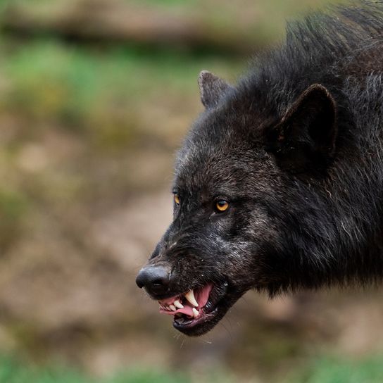 Timberwolf zeigt Zähne, gefährliches Wildtier, Wolf der mit Hund gekreuzt wird, schwarzer Wolf, Wolfshund, Vorfahre der Hunde