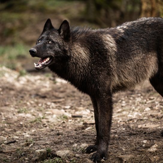 Timberwolf, gefährliches Wildtier, Wolf der mit Hund gekreuzt wird, schwarzer Wolf, Wolfshund, Vorfahre der Hunde