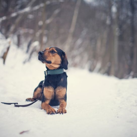 Tiroler Bracke, Jagdhund aus Österreich, österreichische Hunderasse, Hund für Jäger, kleine Hunderasse mit Schlappohren, Kniehoher Hund, dreifärbiger Hund, Hund ähnlich Beagle, Hund ähnlich Dachsbracke, Hund ähnlich Gebirgsschweißhund, selbstständige Rasse