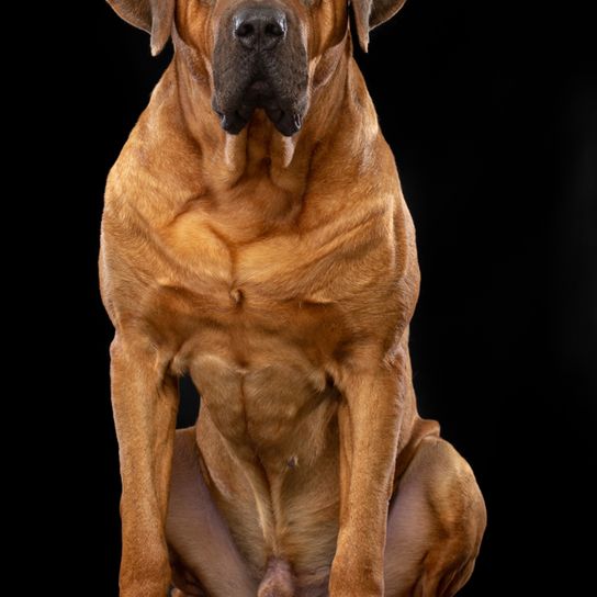 Tosa Inu mit vielen Muskeln, männlicher Hund der sehr stark ist, große braune Hunderasse, Kampfhund aus Japan